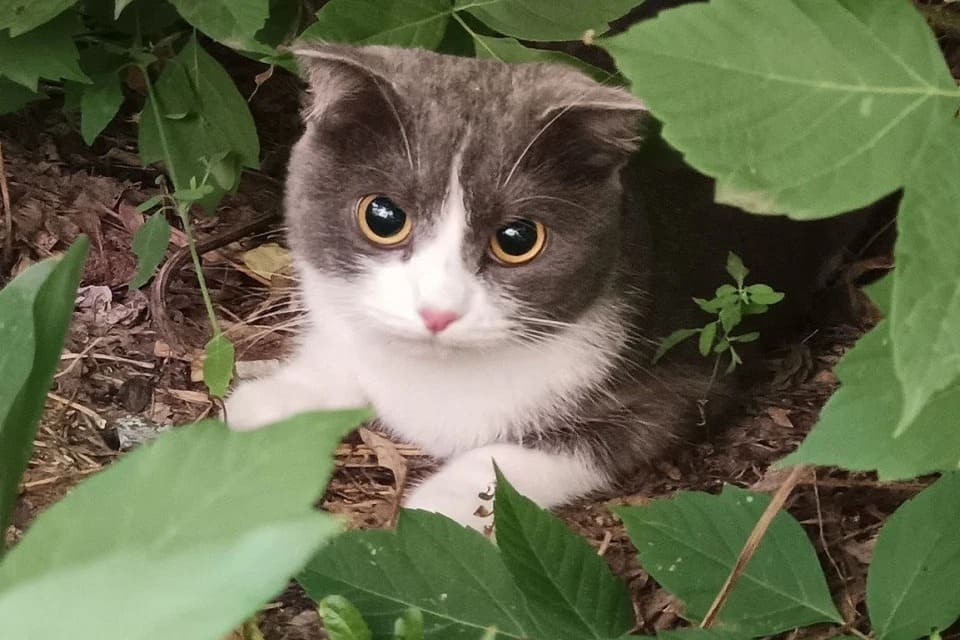 В Новосибирске девушка спасла выпавших из окна кошку и котенка