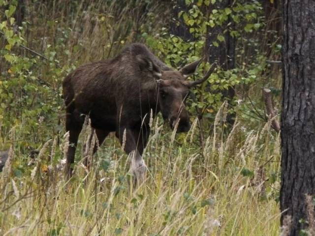 За убийство лося охотник лишился ружья
