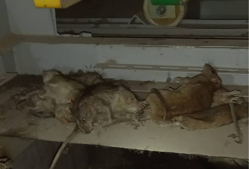 Жители улицы Малыгина в Новосибирске пожаловались на нашествие крыс