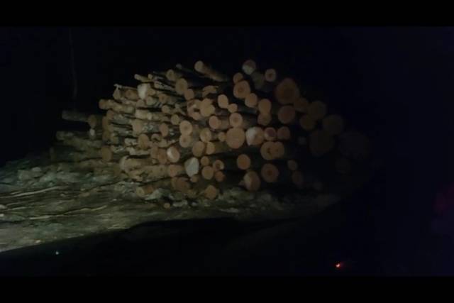 В Новосибирской области Минприроды опровергло незаконную вырубку в Караканском бору