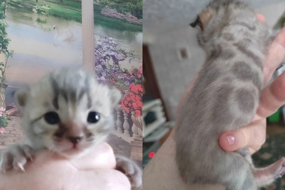 Эксклюзивного бенгальского котёнка продают за 120 тысяч рублей в Новосибирске