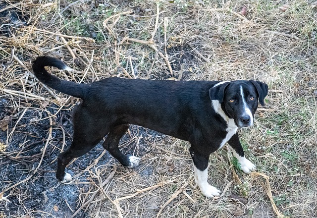 «Можно ли усыплять бездомных собак»: новосибирцев просят проголосовать