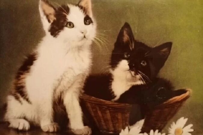В Новосибирске женщина продает старое фото с котятами за 7 миллионов рублей