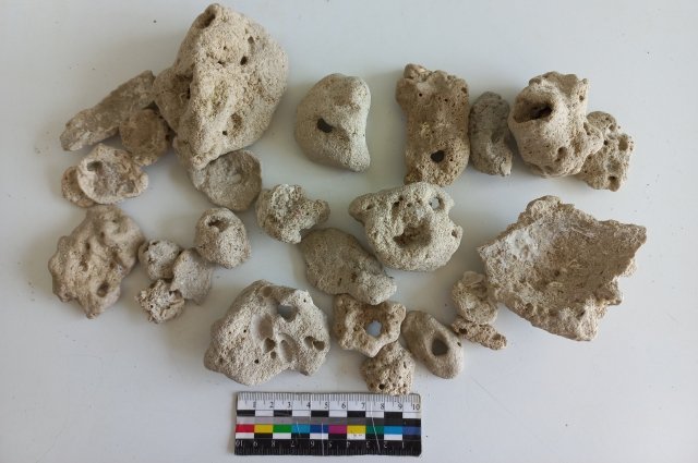 В Новосибирске сотрудники таможни задержали женщину с 27 морскими кораллами