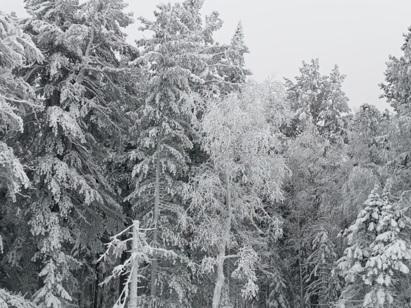 В Новосибирскую область придут 30-градусные морозы