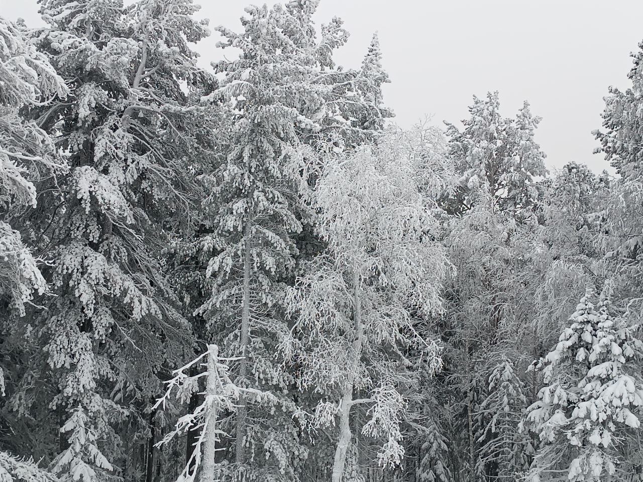В Новосибирскую область придут 30-градусные морозы