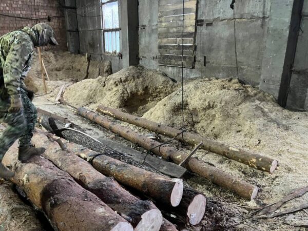 В Новосибирской области накрыли банду «черных лесорубов»