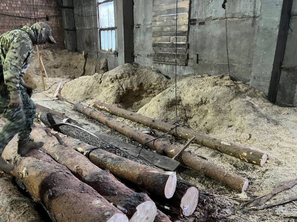 В Новосибирской области накрыли банду «черных лесорубов»