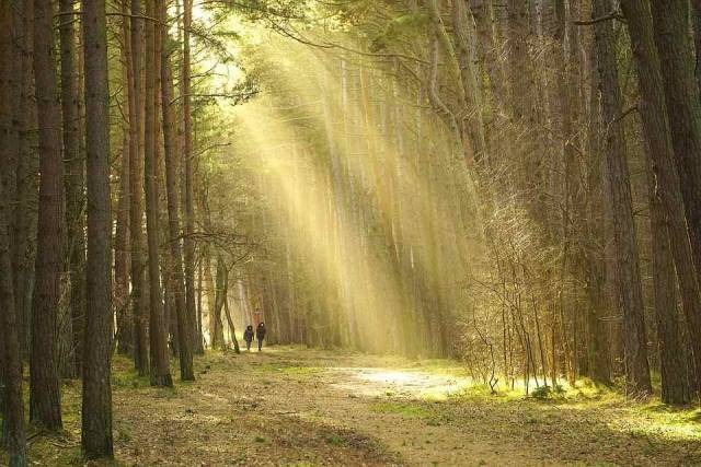 В Новосибирской области подросток изнасиловал 8-летнюю девочку