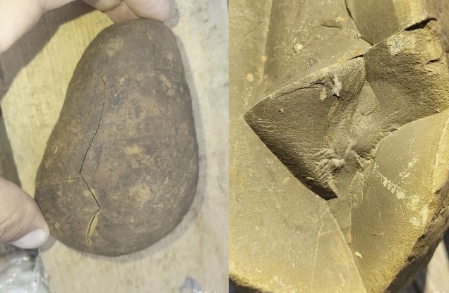 Новосибирец продает яйцо динозавра за 10 миллионов рублей