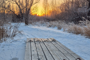 В Бугринском лесу Новосибирска ввели патрули против закладчиков