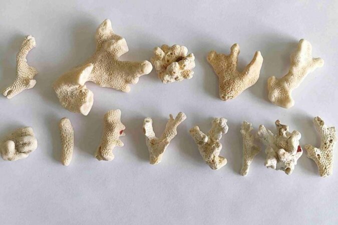 13 кораллов обнаружили новосибирские таможенники в багаже туристки из Египта