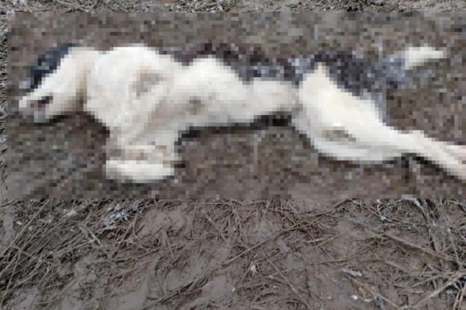 Под Новосибирском живодеры изнасиловали и убили щенка