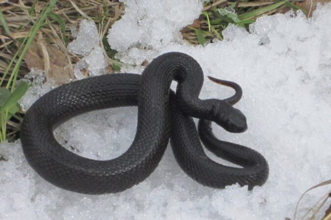 В новосибирском серпентарии начали разводить новый вид гадюки