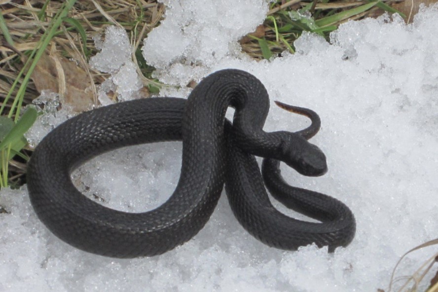 В новосибирском серпентарии начали разводить новый вид гадюки