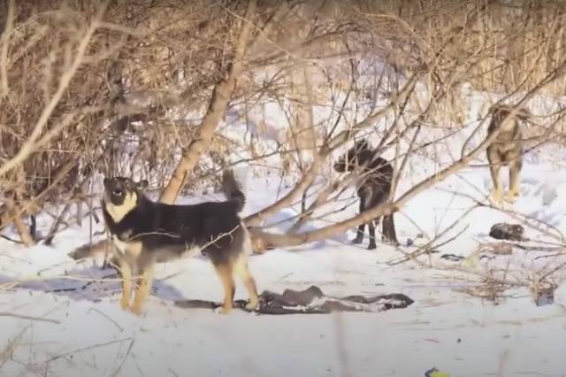 В Новосибирской области завершился опрос об эвтаназии бездомных собак: большинство против