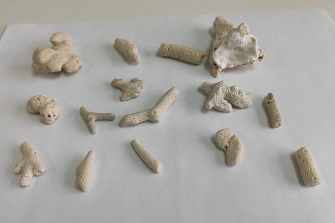 В аэропорту Новосибирска у пассажирки из Таиланда таможенники обнаружили 15 кораллов