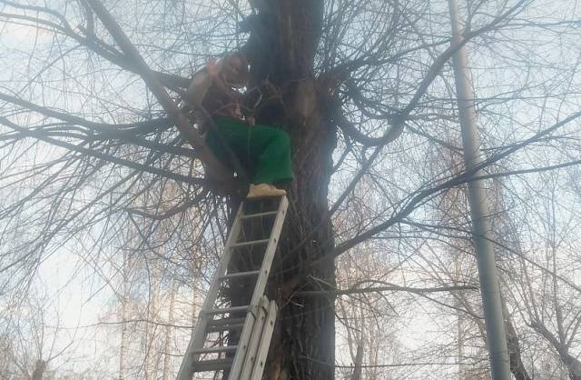 В Новосибирске спасатели сняли с дерева девушку
