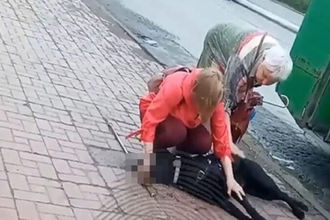 Виновных в гибели лабрадора Вайта от удара током в троллейбусе спустя почти год так и не нашли