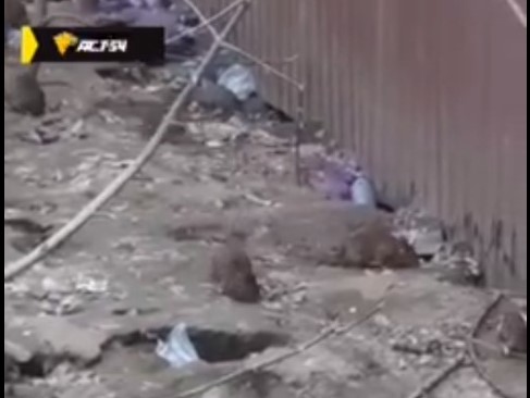 В ГЖИ отреагировали на ролик с полчищем крыс на Красном проспекте