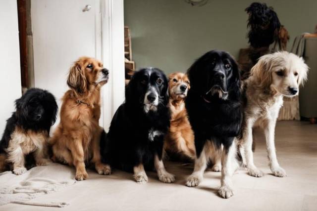 Заморил голодом 44 собаки: жителя Новосибирска отправили в психбольницу