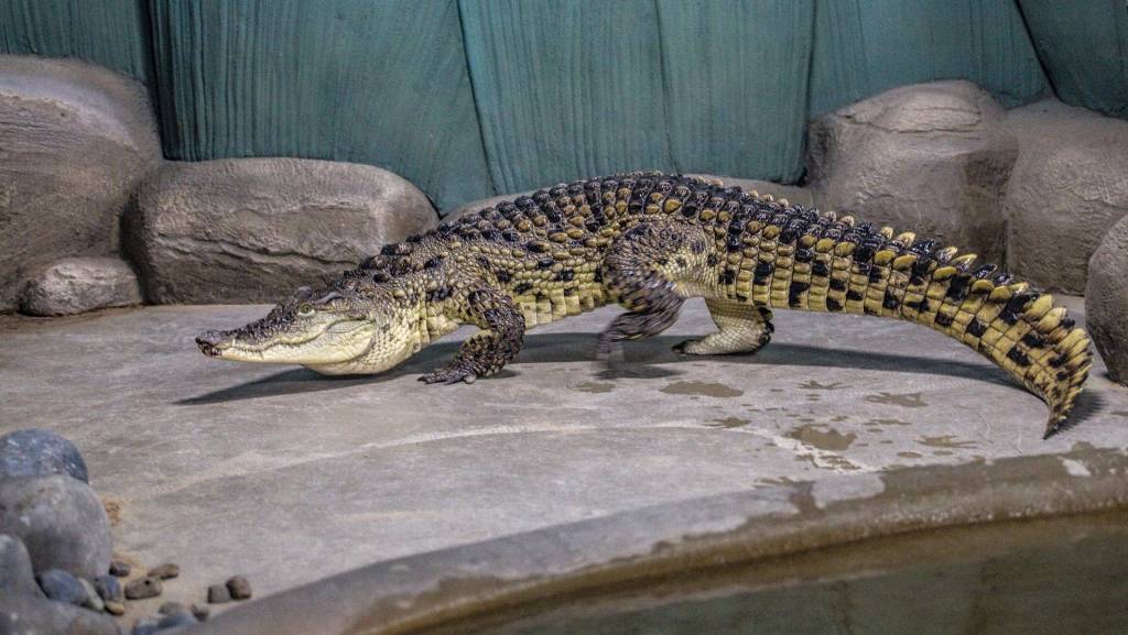 Новосибирцам покажут обед нильского крокодила в зоопарке