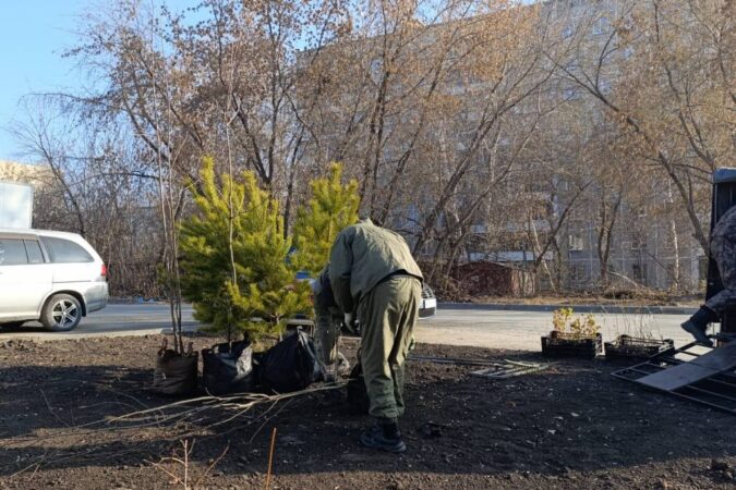 Жители улицы Урицкого в Новосибирске недовольны озеленением