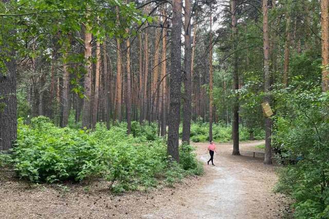 Жителям Новосибирска предложили выбрать проект благоустройства Инюшенского бора