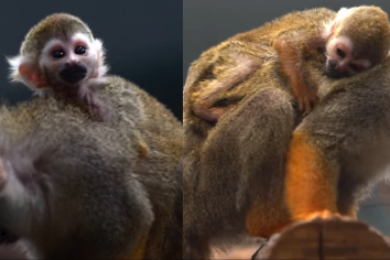 Две малышки саймири родились в Новосибирском зоопарке