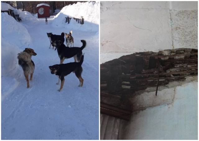 Глава СКР Бастрыкин заинтересовался жительницей Новосибирска