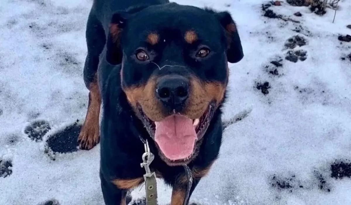 Житель Новосибирской области отдал пса в зоогостиницу и уехал на СВО