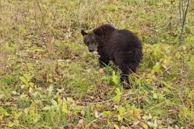 Осиротевшего новосибирского медвежонка выпустили на волю