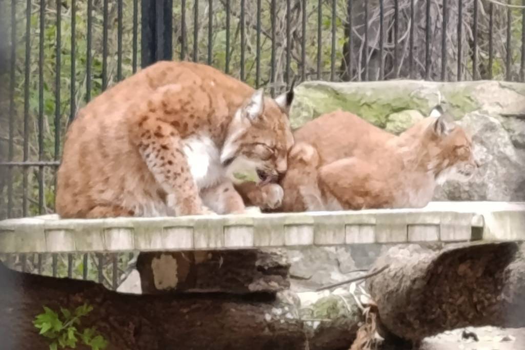 Кто сможет посетить Новосибирский зоопарк бесплатно