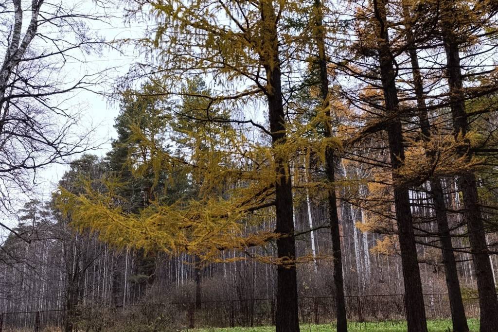 Резкое похолодание началось в Новосибирске