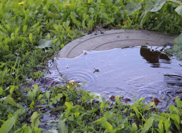 Реки крови потекли около жилых домов под Новосибирском