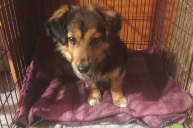 Бригада скорой спасла замерзающую собаку по пути в Новосибирск