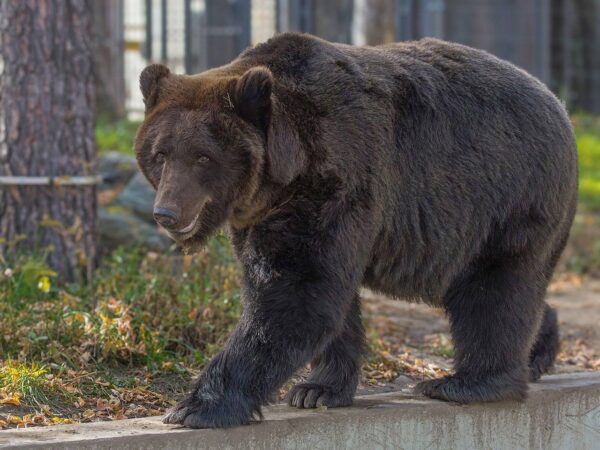 Новосибирский зоопарк поделился милыми фото хозяев тайги в День медведя