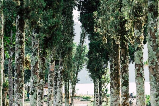 Новый бульвар и аллея пирамидальных тополей появились в Новосибирске