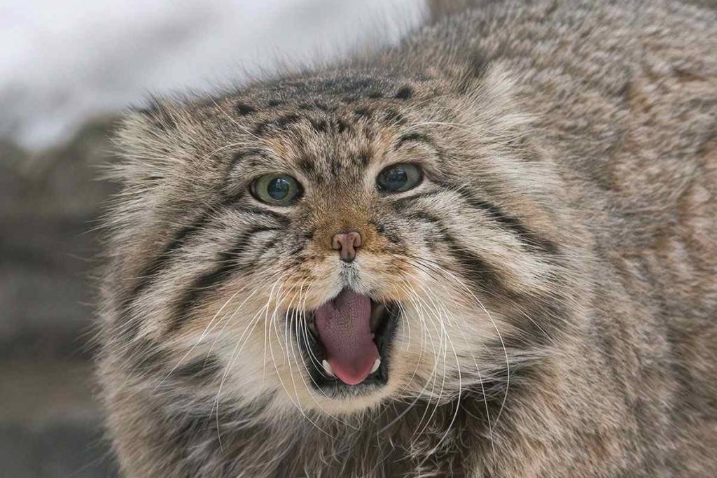 Билеты в Новосибирский зоопарк вновь подорожают с 1 марта