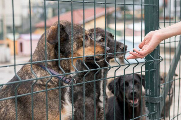 Как собаки выживают в Новосибирске
