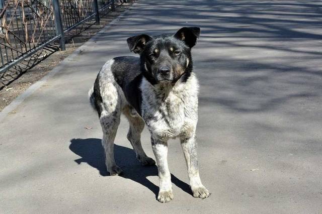 Новосибирский юрист: судьбу эвтаназии животных в Бурятии решит Конституционный суд РФ