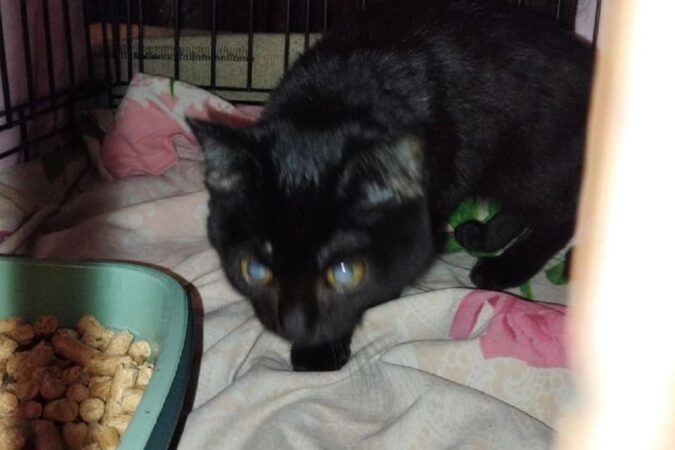 «Сидел у дороги»: в Новосибирской области слепого котёнка выбросили на улицу