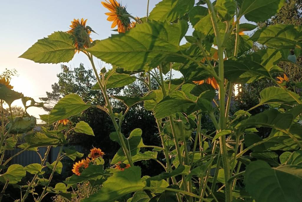 Прогноз погоды на 21 августа в Новосибирске – снова дожди