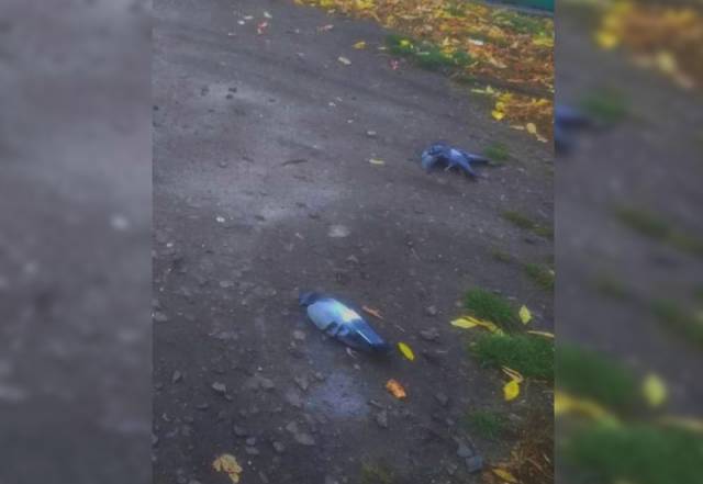 Новосибирцев напугали мертвые голуби у жилых домов на Станиславского