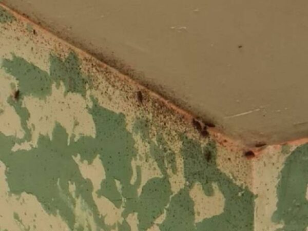 В Новосибирске горожане пожаловались на квартиру мигрантов с тараканами на Хилокском жилмассиве