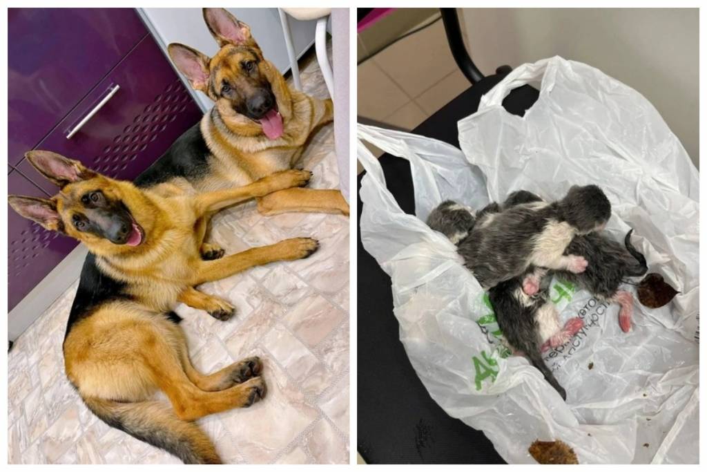 Овчарки спасли новорожденных котят от смерти в Новосибирске