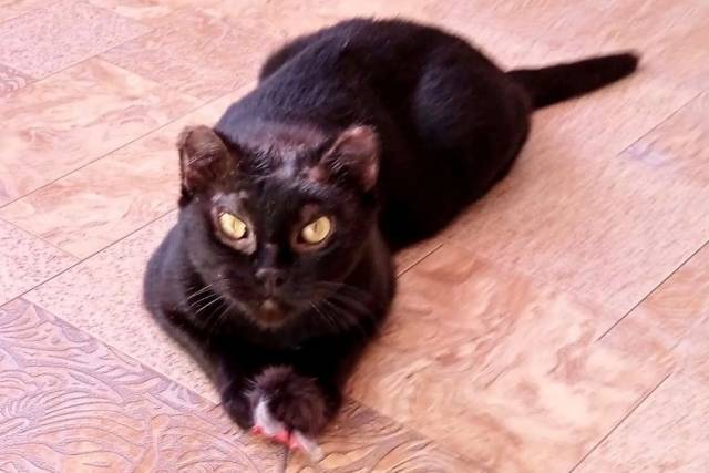 Кидали в костер: в Новосибирске кошка Ночка успешно перенесла все операции