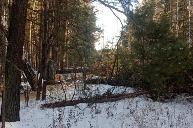 Новосибирцы недовольны вырубкой леса в ботаническом саду