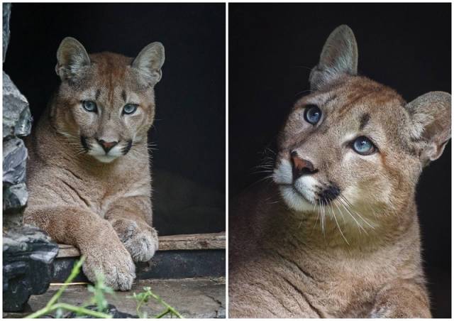 В Новосибирский зоопарк привезли пуму из Нижнего Новгорода