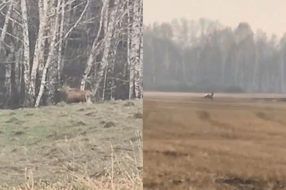 В Новосибирской области сняли на видео спасающихся от лесных пожаров лосей и журавлей